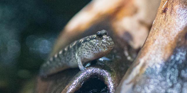 43 Zwergschlammspringer leben seit Neuestem im Basler Zoo Foto: Zoo Basel