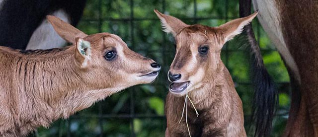Nachwuchs bei den Rappenantilopen. Foto: Zoo Basel
