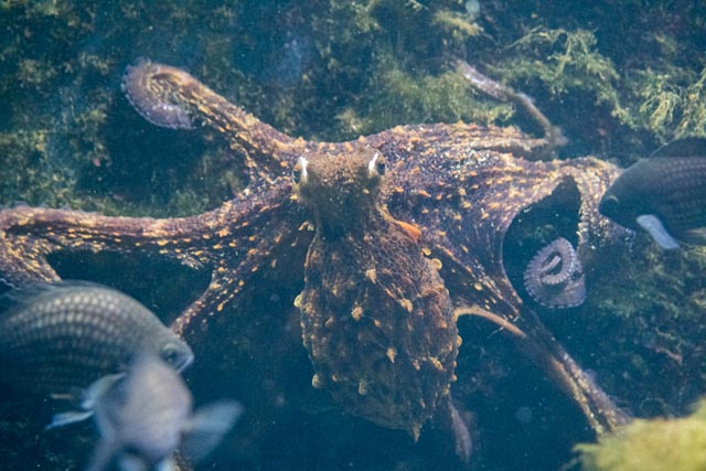 Zolli: Ein alter Bekannter in neuer Umgebung