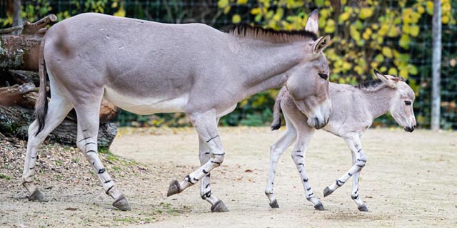 Mama Mwana und die kleine Salia sind inzwischen ein Herz und eine Seele. Foto: Zoo Basel
