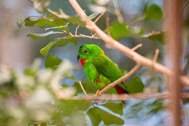 Das Blaukrönchen und andere Vogelarten werden bald wieder in den Zolli umziehen können.  Foto: Zoo Basel
