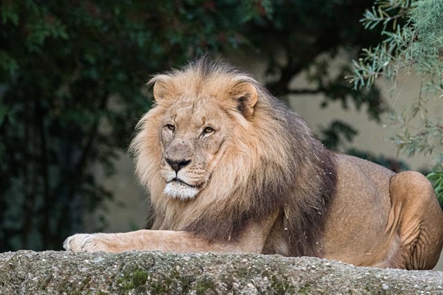 Der stolze Löwe Mbali ist im Alter von 20 Jahren gestorben. Foto: Zoo Basel