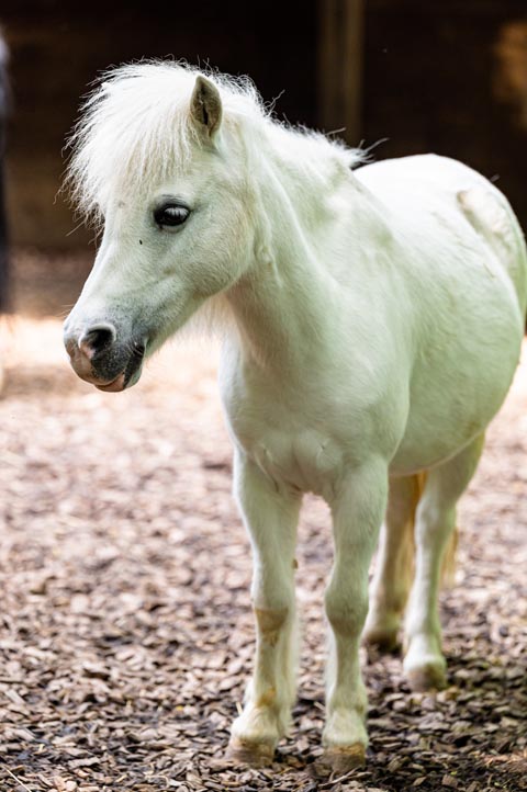 Zuwachs im Kinderzolli: die weisse Stute Cacahuète (10). Foto: Zoo Basel
