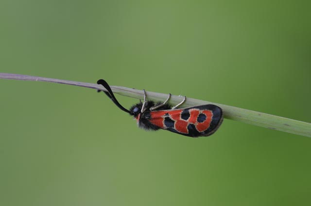 Das Bergkronwicken-Widderchen (Zygaena fausta) ist in ganz Mitteleuropa sehr selten geworden. Foto: André Rey