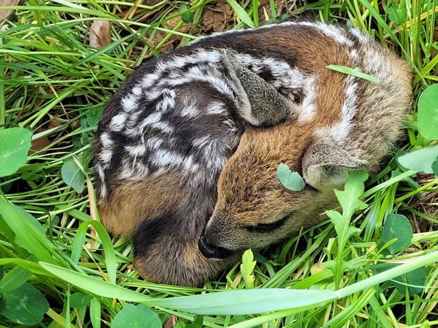 Erstes gerettetes Rehkitz (10. Mai 2022). Foto: zVg