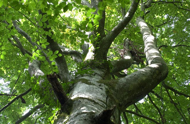 Eine Buche benötigt an warmen Sommertagen mehrere hundert Liter Wasser am Tag. Foto: lid