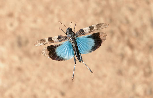 Die kräftig blau gefärbten Flügel mit deutlichen schwarzen Querbinden machen das Tier des Jahres 2023 unverwechselbar. © Blickwinkel / F. Perseke