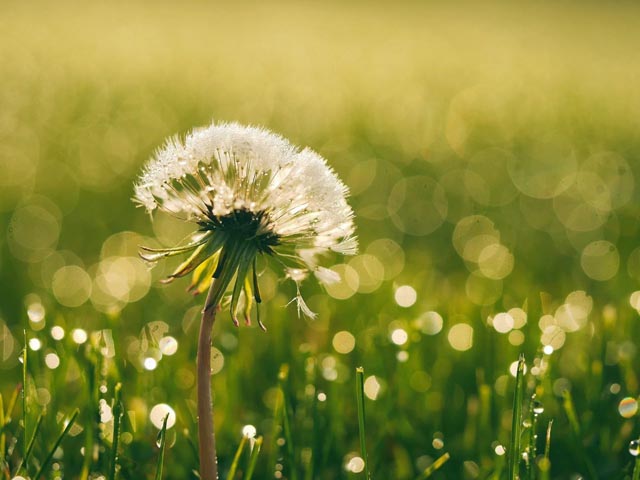 Foto: Pixabay
