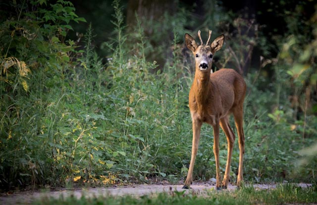 Rehe bringen den Scheinwerfer nicht mit dem herannahenden Auto in Verbindung und erkennen daher auch nicht die Gefahr. Anstatt zu flüchten, bleiben sie deshalb im Lichtkegel stehen. Foto: © Susy Utzinger Stiftung für Tierschutz