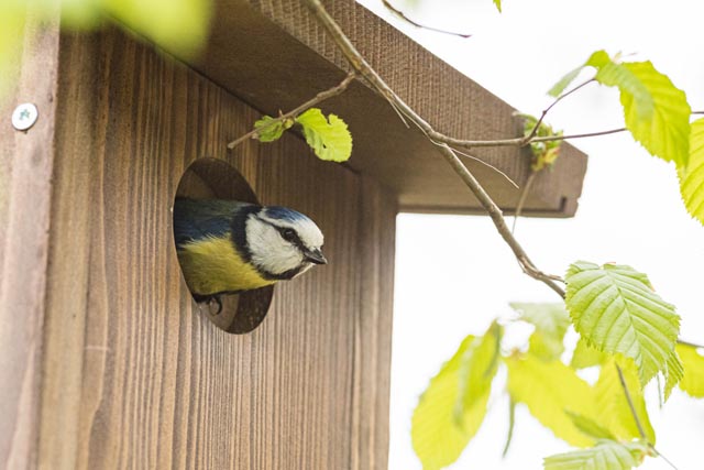 Auch die Blaumeise ist eine wildlebende Zoo-Bewohnerin. Foto: Zoo Basel 