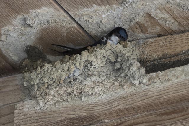 Die Mehlschwalbe baut ihr Nest in mühevoller Kleinarbeit aus rund 800 Lehmklümpchen und nutzt es über mehrere Jahre. Die Nester der potenziell gefährdeten Mehlschwalbe sollen daher erhalten bleiben. Foto © Marcel Burkhardt