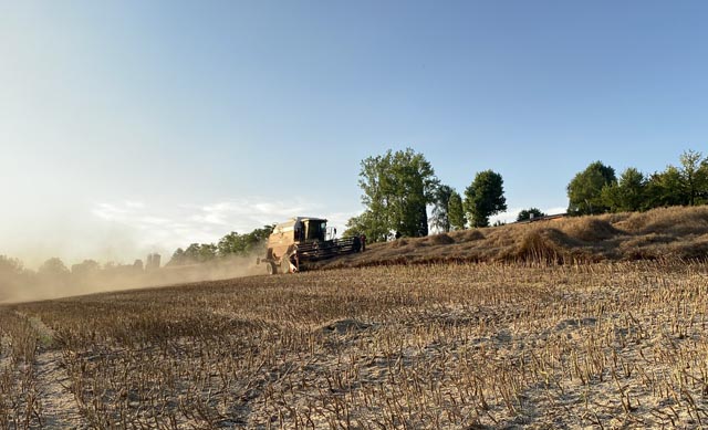 Rapsernte in Zeihen Mitte Juli. Foto: Sonja Fasler