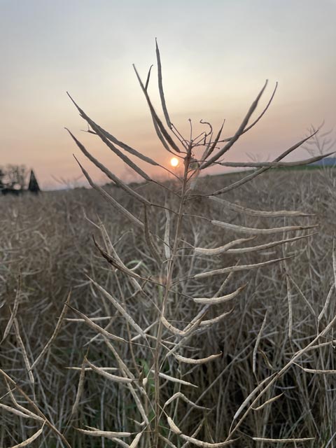 Erntereife Rapsschoten Mitte Juli. Foto: Sonja Fasler