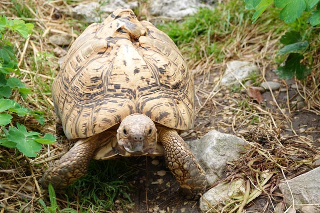 Schildkröten können entlaufen oder werden ausgesetzt. Werden sie gefunden, kommen sie in eine Auffangstation. Diese Schildkröte wird in Möhlin privat und artgerecht gehalten. Foto: Peter Schütz
