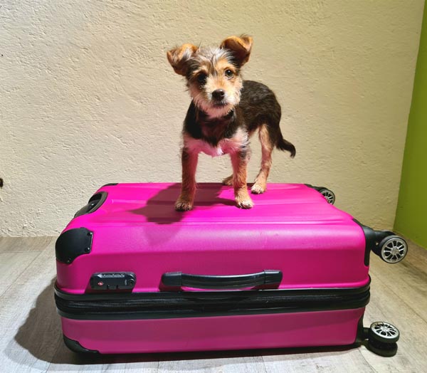 Es droht akute Lebensgefahr für das tierische Mitbringsel: Insbesondere fehlende oder ungültige Tollwutimpfungen führen zur Einschläferung vieler dieser «Feriensouvenirs» und «Internet-Schnäppchen». Foto: Copyright Susy Utzinger Stiftung für Tierschutz