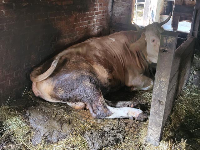 An den Schenkeln stark verschmutztes Rind infolge ungenügender Entmistung des Liegeplatzes. Foto: © Veterinärdienst Kanton Aargau