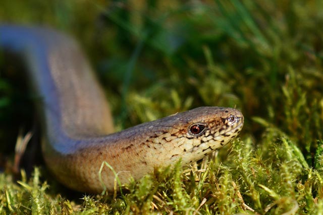 Ormalingen: Im Gegensatz zu Schlangen besitzt die Blindschleiche (Anguis fragilis) Augenlider. Blind ist sie aber keineswegs. Der Name kommt von ihren glänzenden Schuppen. Unter ihren Hornschuppen besitzt sie einen zusätzlichen Panzer aus Knochenschuppen, eine Anpassung an ihr verborgenes Leben. Foto © Jürgen, Pixabay