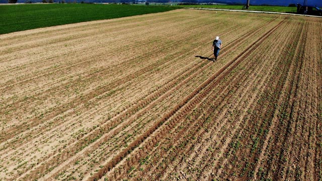 Von blossem Auge sucht Werner Brogli geduldig frisch gepflügte Äcker ab – und findet dabei die Zeugnisse aus Jahrtausenden. Foto: zVg