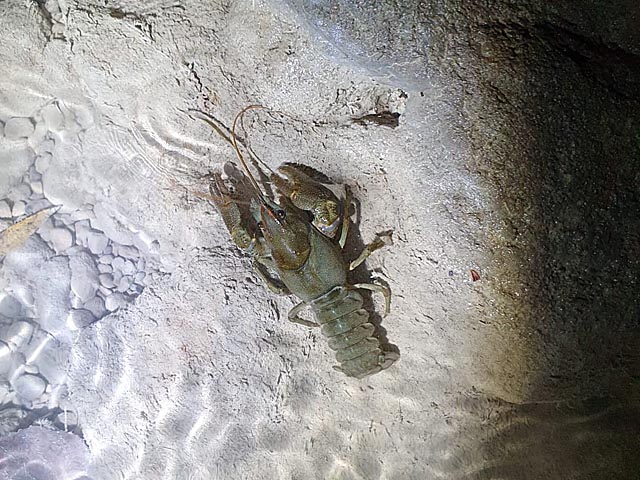 Gesunder Dohlenkrebs bei einer Nachtkartierung. Foto: © Kanton Aargau/BVU