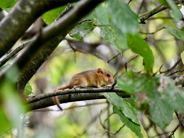 Die Haselmaus, eine wahre Kletterkünstlerin, bewegt sich geschickt durch die Zweige der Bäume und Sträucher. Foto: zVg