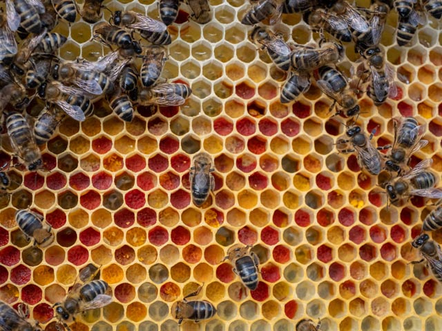 Pollen ist Eiweissnahrung und (hier eingelagert in den Waben) für Bienen überlebenswichtig. Foto: zVg