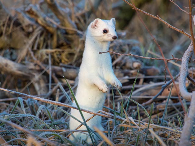 Ein Wiesel im Unterholz. Foto: © Stefan Gerth
