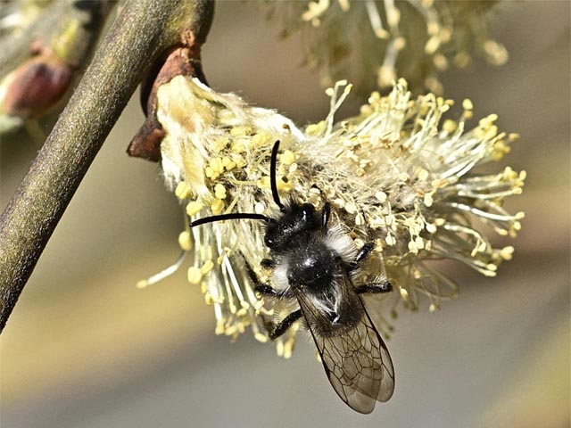 Sandbienen, auch Erdbienen genannt, ernähren sich nur von bestimmten Pollen. Foto: bienen-gesundheit.com