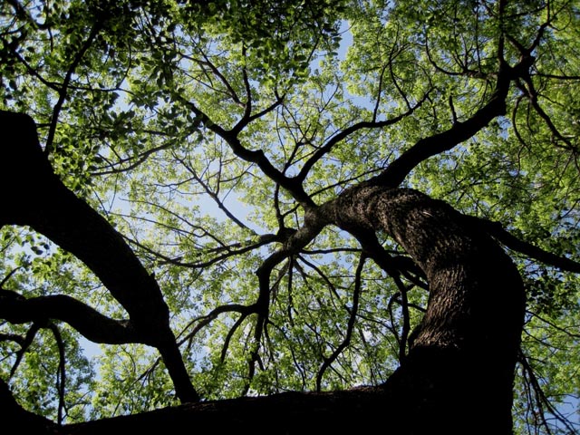 Wolken und Wald: Veranstaltung im Rehmann-Museum Laufenburg. Foto: zVg 