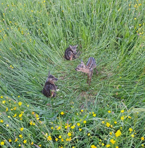 Diese drei frischgeborenen Kitzgeschwister konnten dank Drohne und Kitzrettern am 10. Mai in Wittnau vor dem Mähen in Sicherheit gebracht werden. Foto: zVg