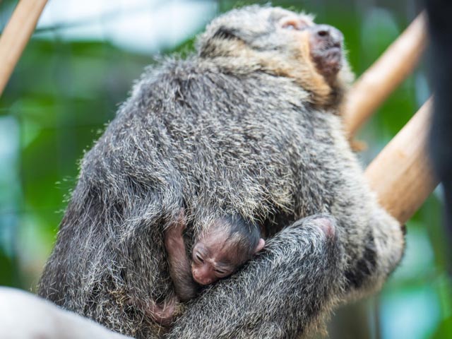 Weisskopfsaki-Jungtier. Foto: Zoo Basel