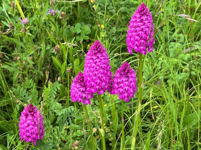 Wittnau: GrauschnäpperInnen zählen Spitzorchideen