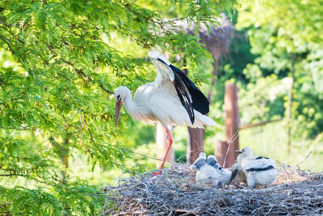 Zolli Basel: Der wachsende Bestand an Weissstörchen wird zur Herausforderung