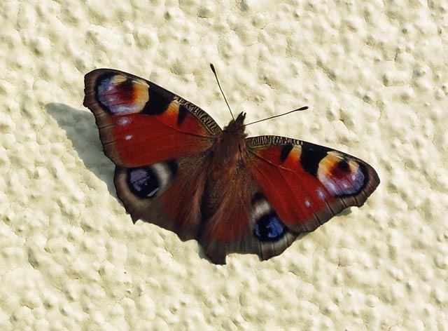 Foto: Olivia Di Marco, Frick