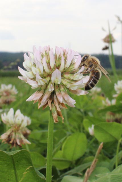 Honigbiene auf Weissklee