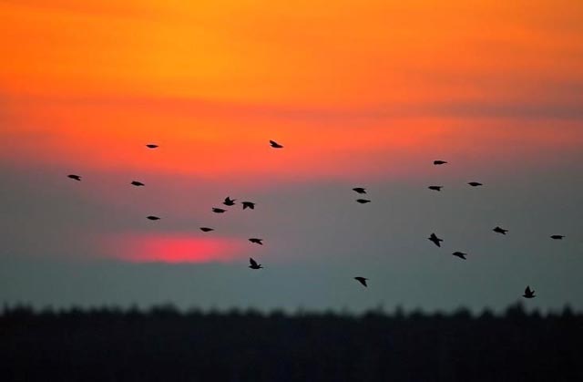 Der Vogelflug der nächsten beiden Nächte kann nun vorhergesagt werden.