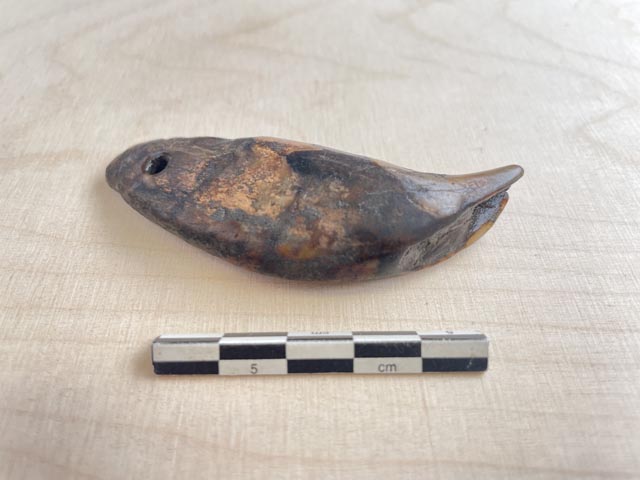 Der Bärenzahn aus Zeihen, der seiner Trägerin Glück bringen sollte. Foto: Kantonsarchäologie Aargau