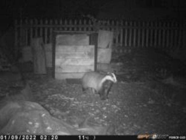 Dachse sind im Siedlungsbereich eher in der zweiten Hälfte der Nacht unterwegs. Foto: Max Ruckstuhl, zVg