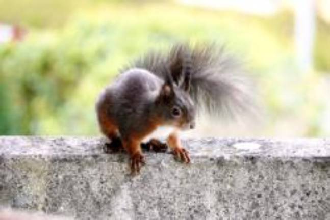 Eichhörnchen sind tagaktiv und auf ein gutes Angebot an Futterbäumen angewiesen. Foto: Tamara Probst, zVg