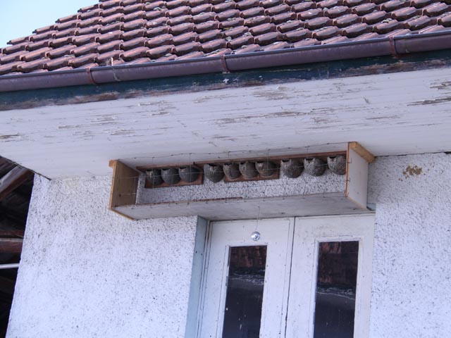 Nester der Mehlschwalben, ein Gitter schützt vor dem Falken. Foto: zVg