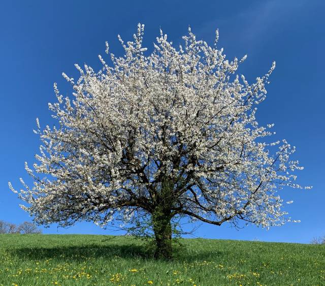 Chriesibaum in Gipf-Oberfrick