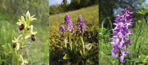 Fotos: zVg