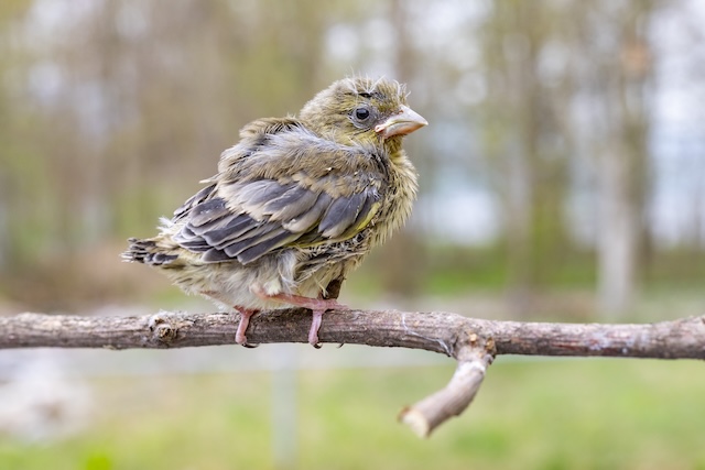 Dieser junge Grünfink ist bereits alt genug, um ausserhalb des Nests zurechtzukommen. In diesem Stadium brauchen Jungvögel meist keine menschliche Hilfe. Foto: © Archiv Vogelwarte