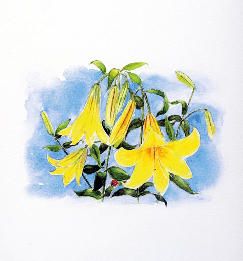 Blumen-Aquarell von Elfi Schweizer, 2024. zVg